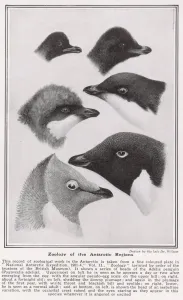 Heads Prints: Zoology of the Antarctic Regions drawn by Dr. Wilson