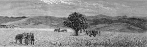 July Prints: The Zulu war. Funeral of Lieutenant Scott Douglas and Corpor